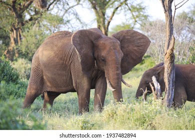 Elefanten mit roter Haut aufgrund von Staub im Tsavo East Nationalpark, Kenia, Afrika