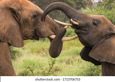 Elephants In Samburu National Reserve