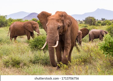 Elephants In Samburu National Reserve