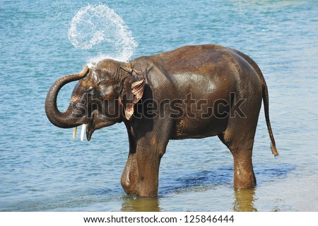 elephants shower