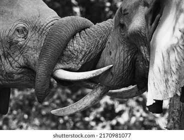 Elephants Showing Affection In Bromance