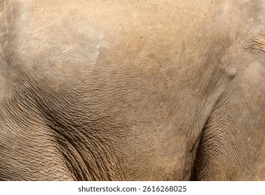 The elephant's skin is wrinkled and wrinkled. The elephant is in a natural setting