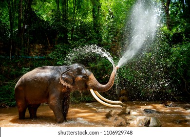 Elephants Are Spraying Water