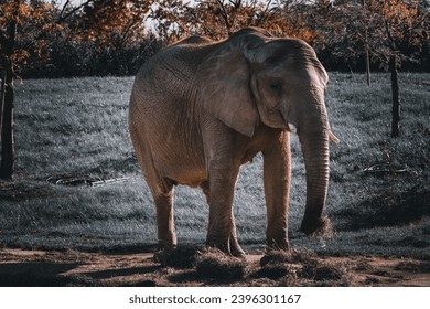Elephants standing in the sun