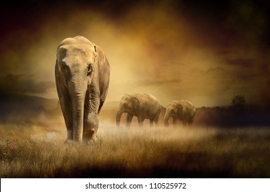 Elephants At Sunset