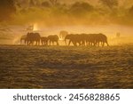 Elephants in the sunset at the Chobe Riverfront, Botswana