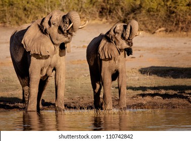 Elephants synchronised drinking