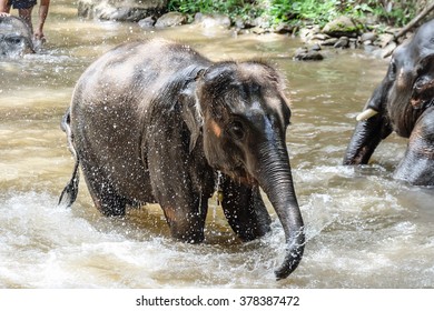 Elephants Take A Bath In Mae Rim, Chaing Mai Thailand