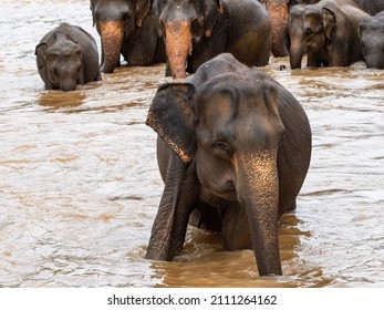 Elefanten, die im Fluss Maha Oya in Pinnawala (Sri Lanka) baden