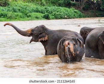 Elefanten, die im Fluss Maha Oya in Pinnawala (Sri Lanka) baden