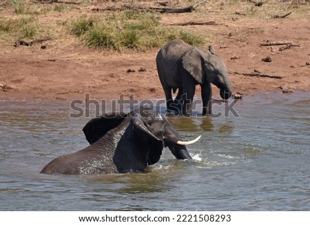 Elephants taking a refreshing bath in a water reservoir in Kruger National Park