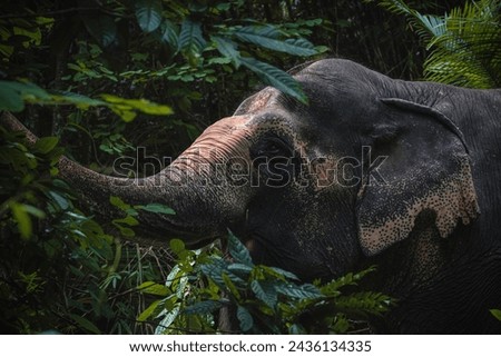 Elephants tend to prefer young leaves because they are more tender and easier to digest compared to older, tougher leaves. Young leaves also often contain higher nutrient content.