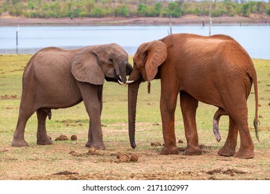 elephants test their strength against each other
