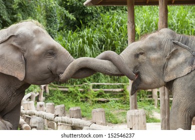 Elephants In Thailand