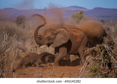 Elephants throwing dirt