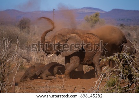 Elephants throwing dirt