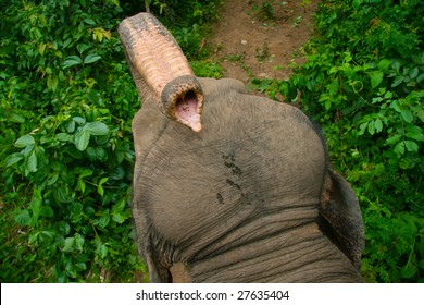 Elephant's trunk