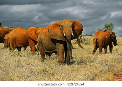 Elephants Tsavo East National Park In Kenya