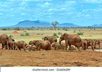 Elephants Tsavo East National Park In Kenya