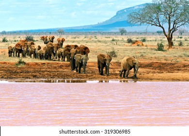 Elephants Tsavo East National Park In Kenya