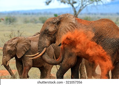 Elephants Tsavo East National Park In Kenya