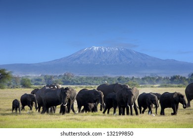 Elephants In Tsavo East Park