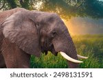 elephant