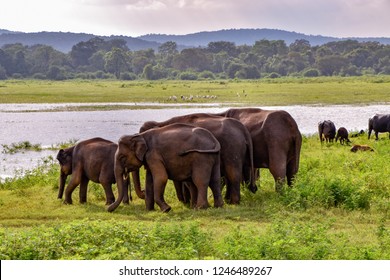 
Elephants in the Udawalawe National Park on Sri Lanka
 - Shutterstock ID 1246489267