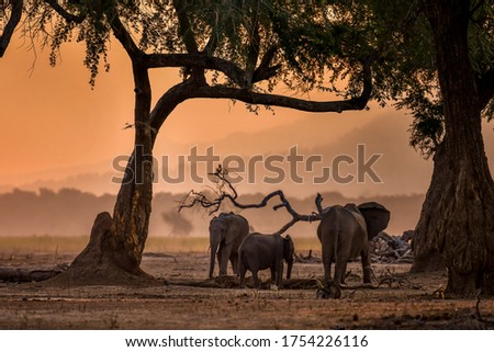 Herd of African elephants walking in Namibian landscape