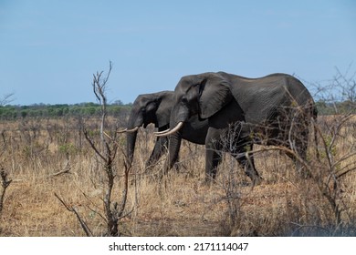 elephants walk through the dried up bush
