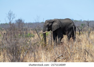 elephants walk through the dried up bush
