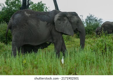 Elephants walk through the grass
