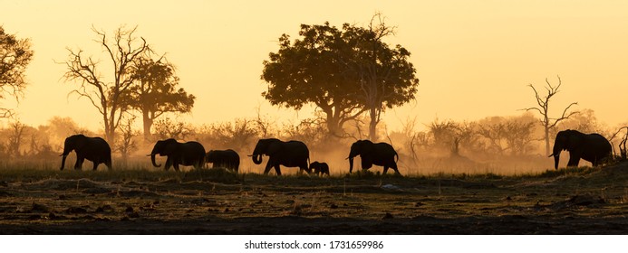 elephants walking through the bush in sunset