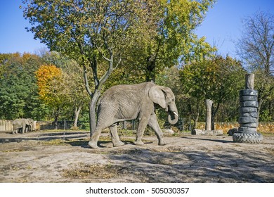 Elephants In Warsaw Zoo, Poland