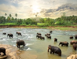 Éléphants Dans L'eau