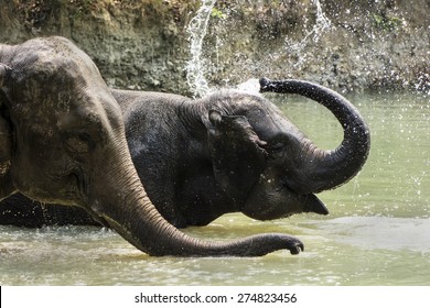 Elephants In The Water Playing.