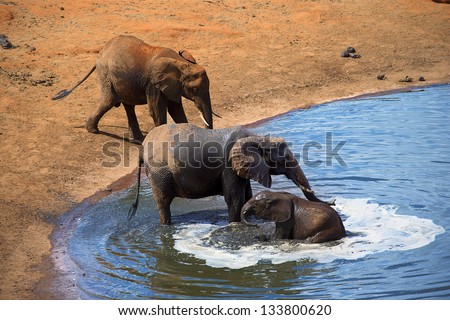 elephants at the watering hole