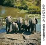 Elephants at a watering hole in Kruger National Park South Africa 