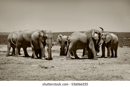 Elephants at watering hole. Old retro photo. Creative artwork of African wildlife. Amazing vintage. Sweet memories of travel to Africa and African safari. Postcard. Wild animals in National Parks 
