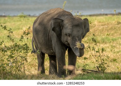 116 Elephant Never Forgets Images, Stock Photos & Vectors | Shutterstock