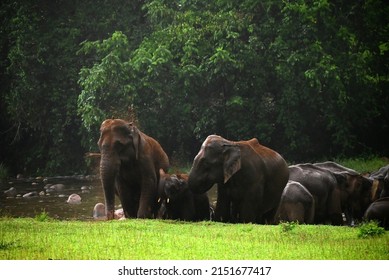 Elephants In The Wilderness Of Kerala Forest