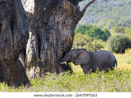 Elephants will cause considerable damage to baobabs as they gouge out fibres to eat from the trunk. The tree holds moisture and valuable minerals to suppliment their diet