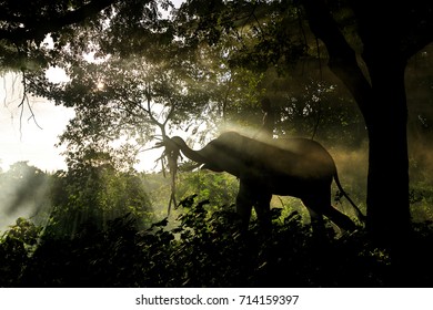 Elephants working in the forest