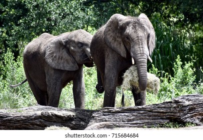 Elephants Working Together