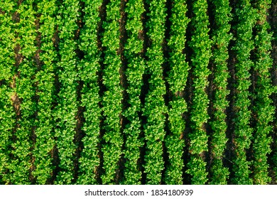 Elevated Flat View Of Vegetable Garden, Potato Plantation, Potatoes Field At Summer Evening. Garden Beds.