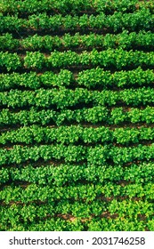 Elevated Flat View Of Vegetable Garden, Potato Plantation, Potatoes Field At Summer Evening. Garden Beds.