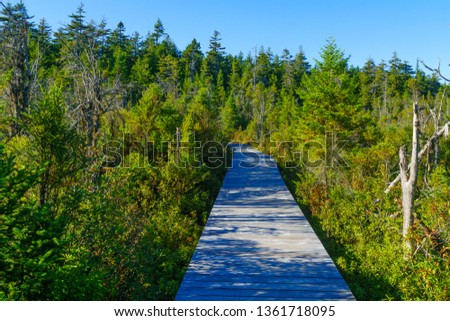 Elevated footpath in the Caribou Plain, Fundy National Park, New Brunswick, Canada
