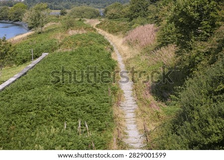 An elevated perspective looking down along the overgrown trackbed of the disused Anglesey Central Railway line running beside Llyn Cefni reservoir. Wooden railway sleepers and rusted rails are partially submerged under thick green ferns, wild grass, and summer wildflowers.