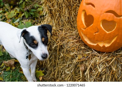 Elevated View Of Cute Little White Dog With Smiling Carved Halloween Pumpkin On Hay Stack Conceptual Pet Safety And Happy Halloween Greeting, Poster Or Social Sharing Image With Copy Space