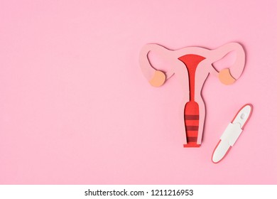 Elevated View Female Reproductive System Pregnancy Stock Photo ...